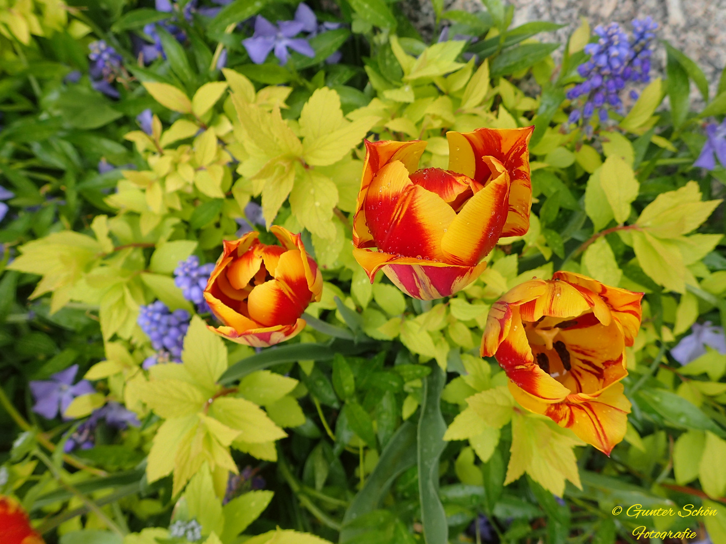 Tulpen im Vorgarten -  im vorbeigehen.aufgenommen