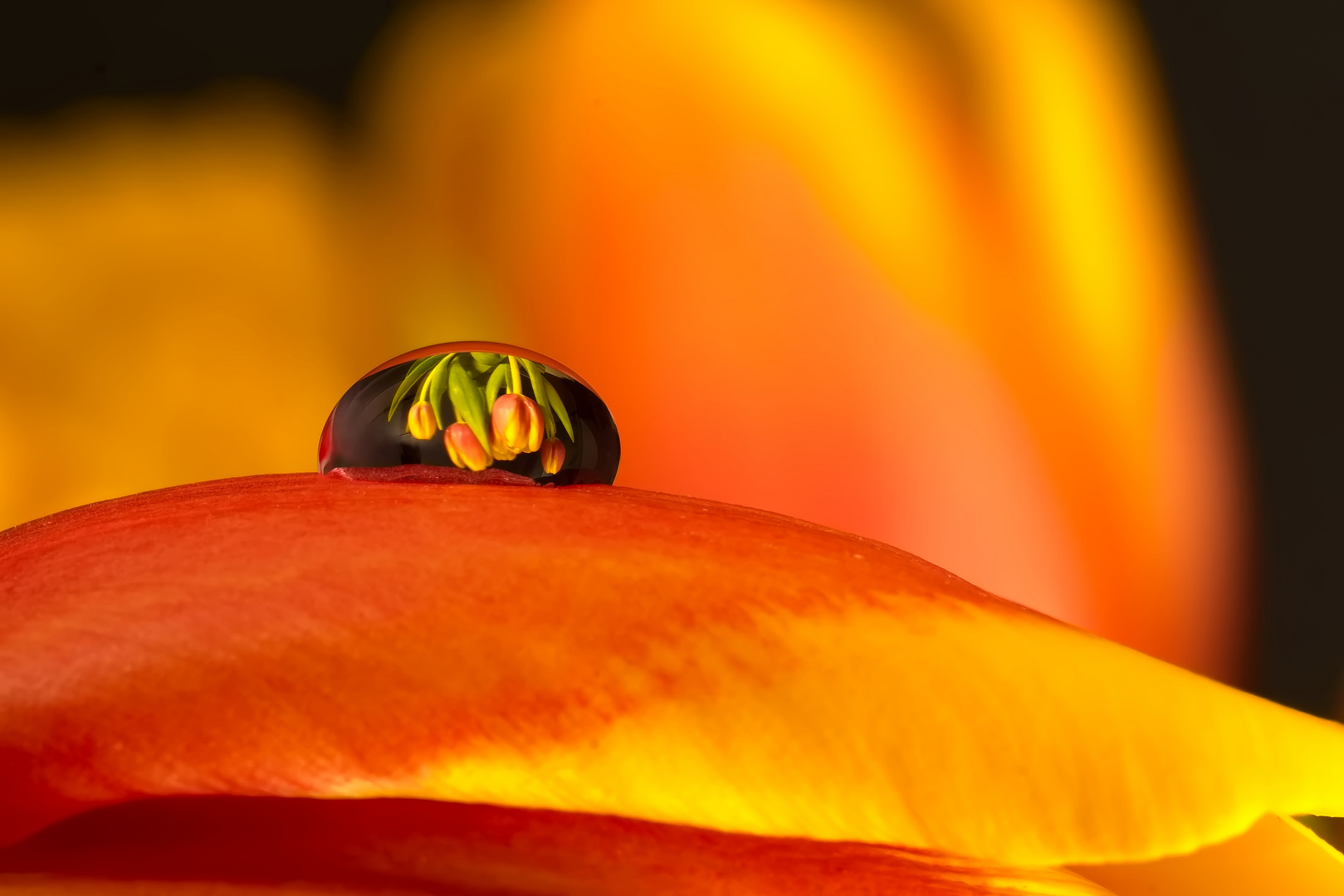 Tulpen im Wasser