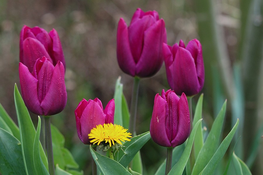 Tulpen im Wildkräuterbeet ;-)