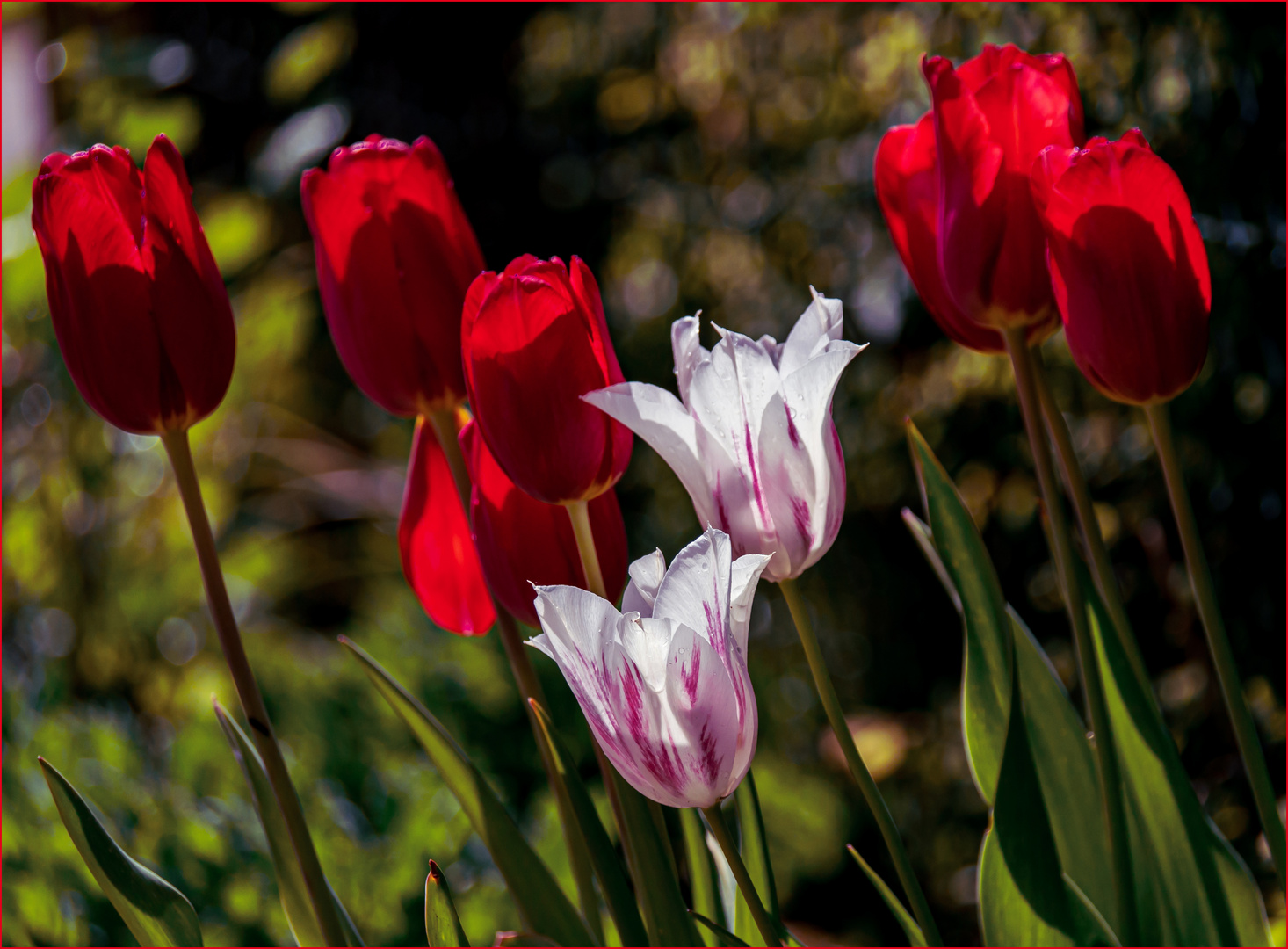 Tulpen im Wind