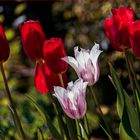 Tulpen im Wind