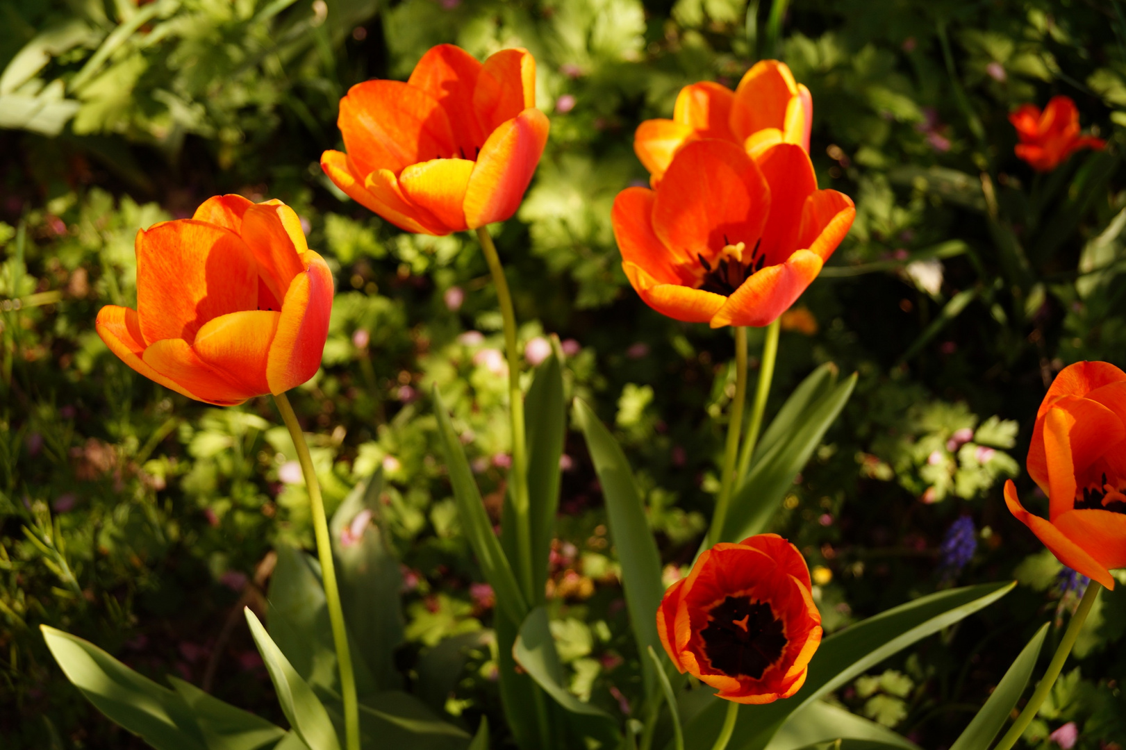 Tulpen im Wind