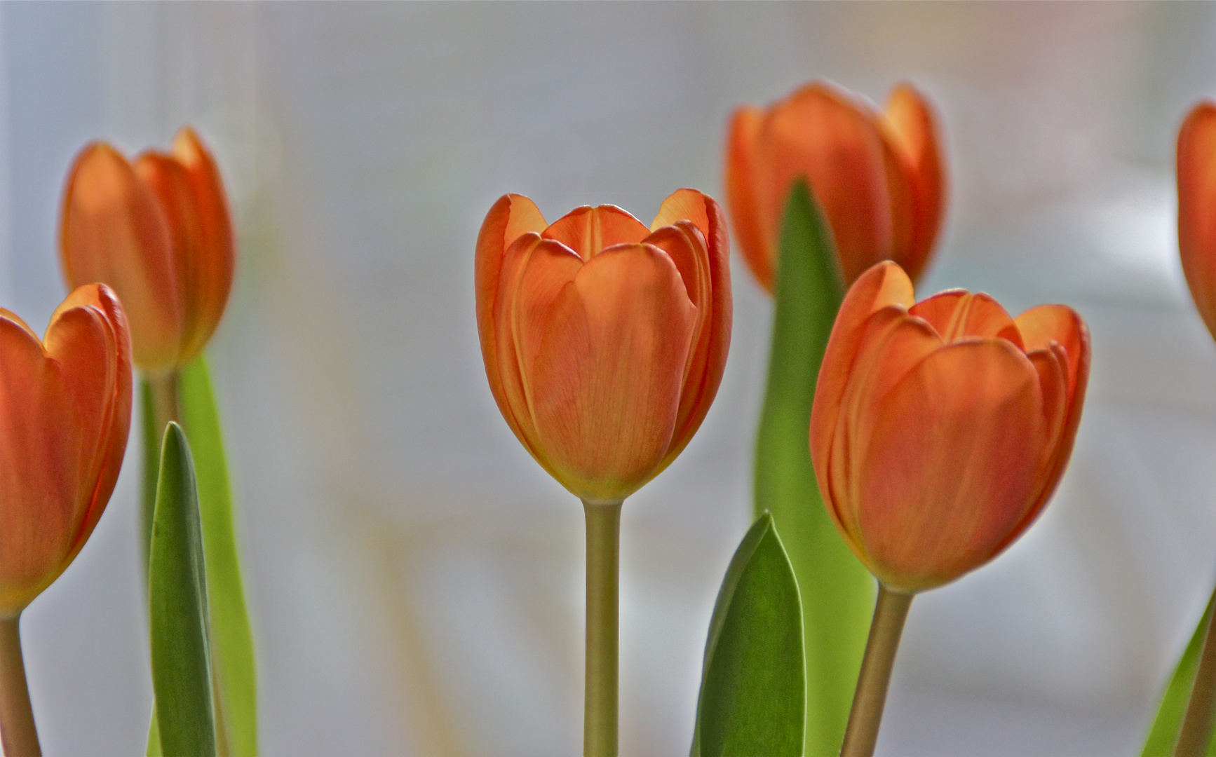 Tulpen im Zimmer (3)