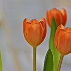 Tulpen im Zimmer (3)