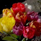 Tulpen - immer wieder schön