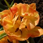 Tulpen - immer wieder schön