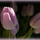 Tulpen - immer wieder schön!