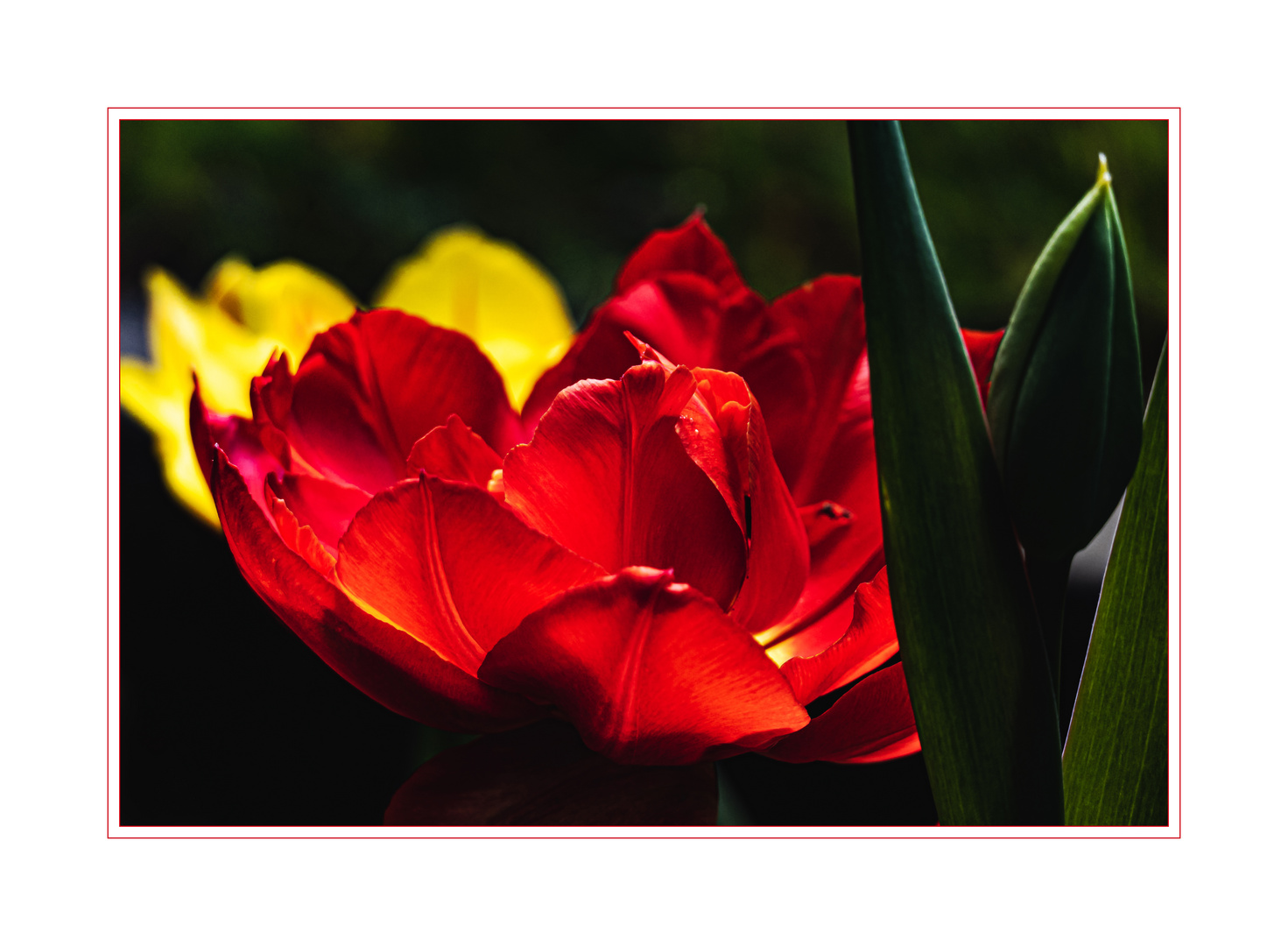 Tulpen-Impression