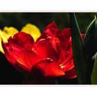 Tulpen-Impression