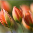 Tulpen Impression ...........