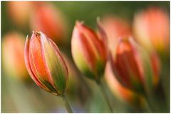 Tulpen Impression ...........