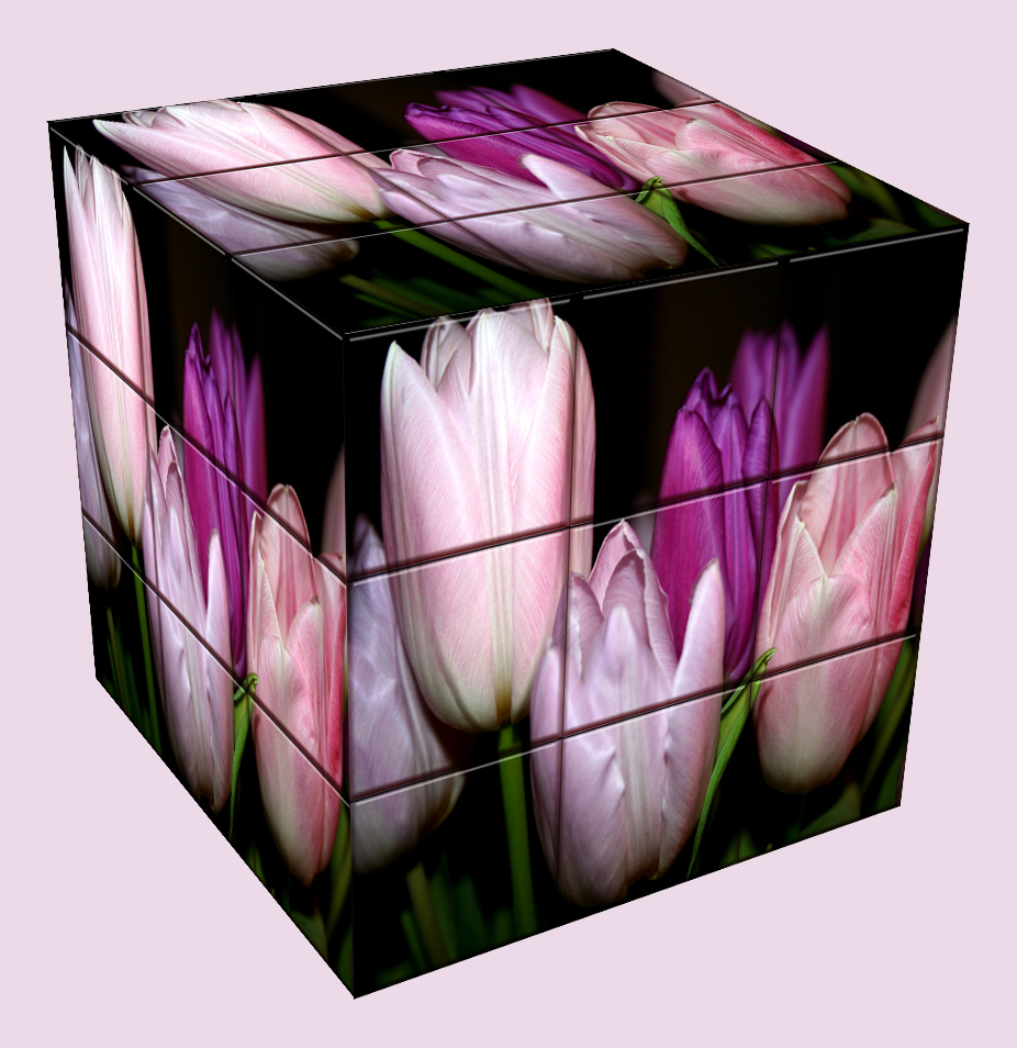 Tulpen in 3 Farben