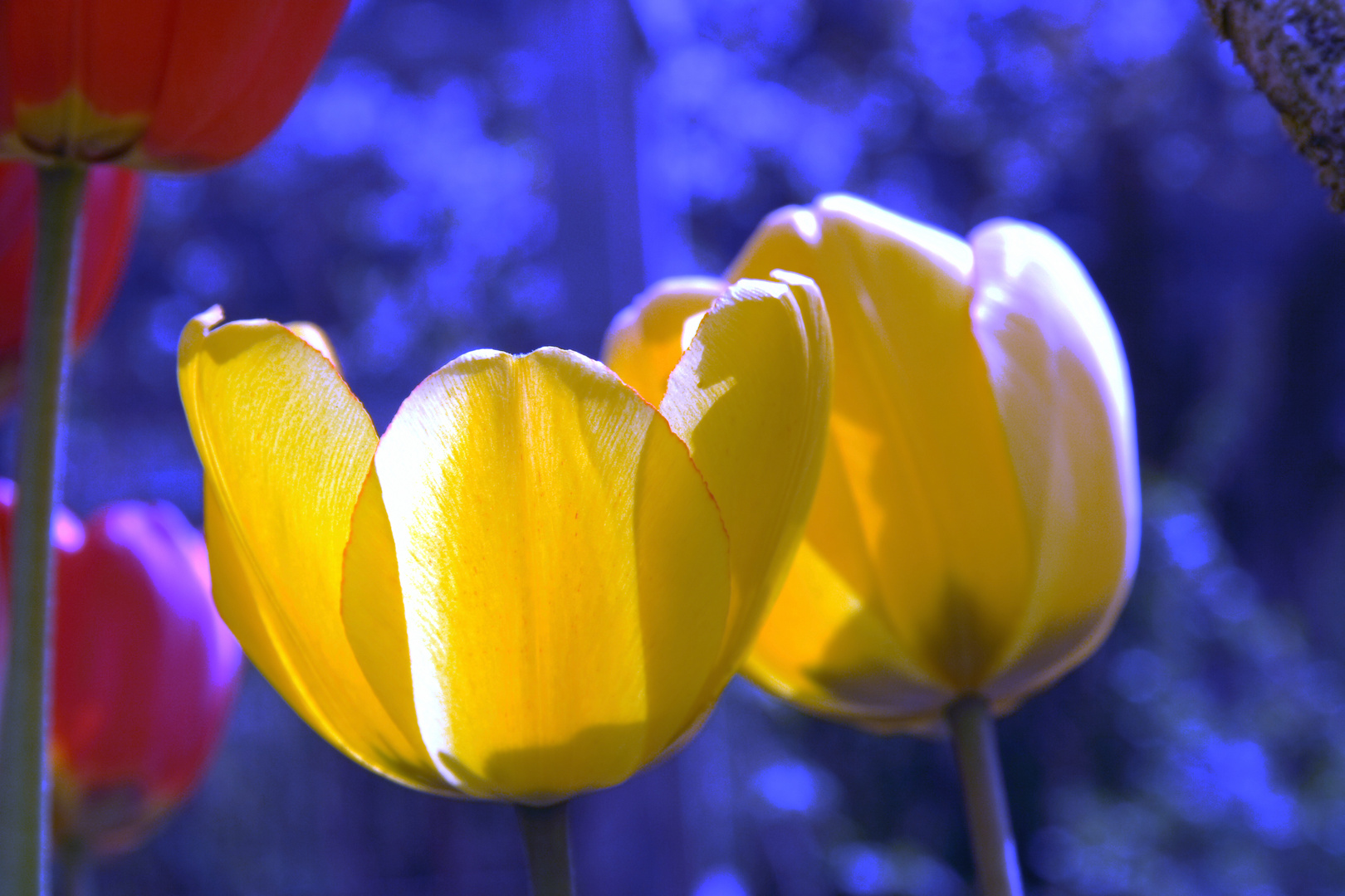 Tulpen in Abendsonne mit blauem Hintergrund