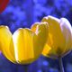 Tulpen in Abendsonne mit blauem Hintergrund