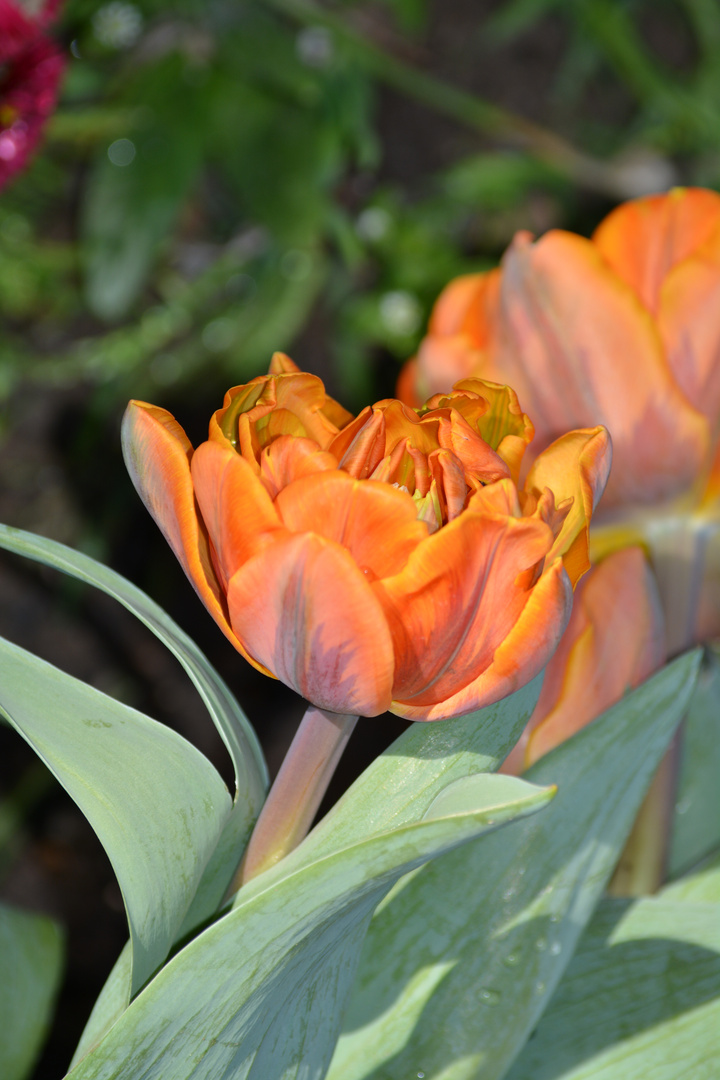 Tulpen in Achern