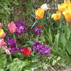 Tulpen in allen Farben