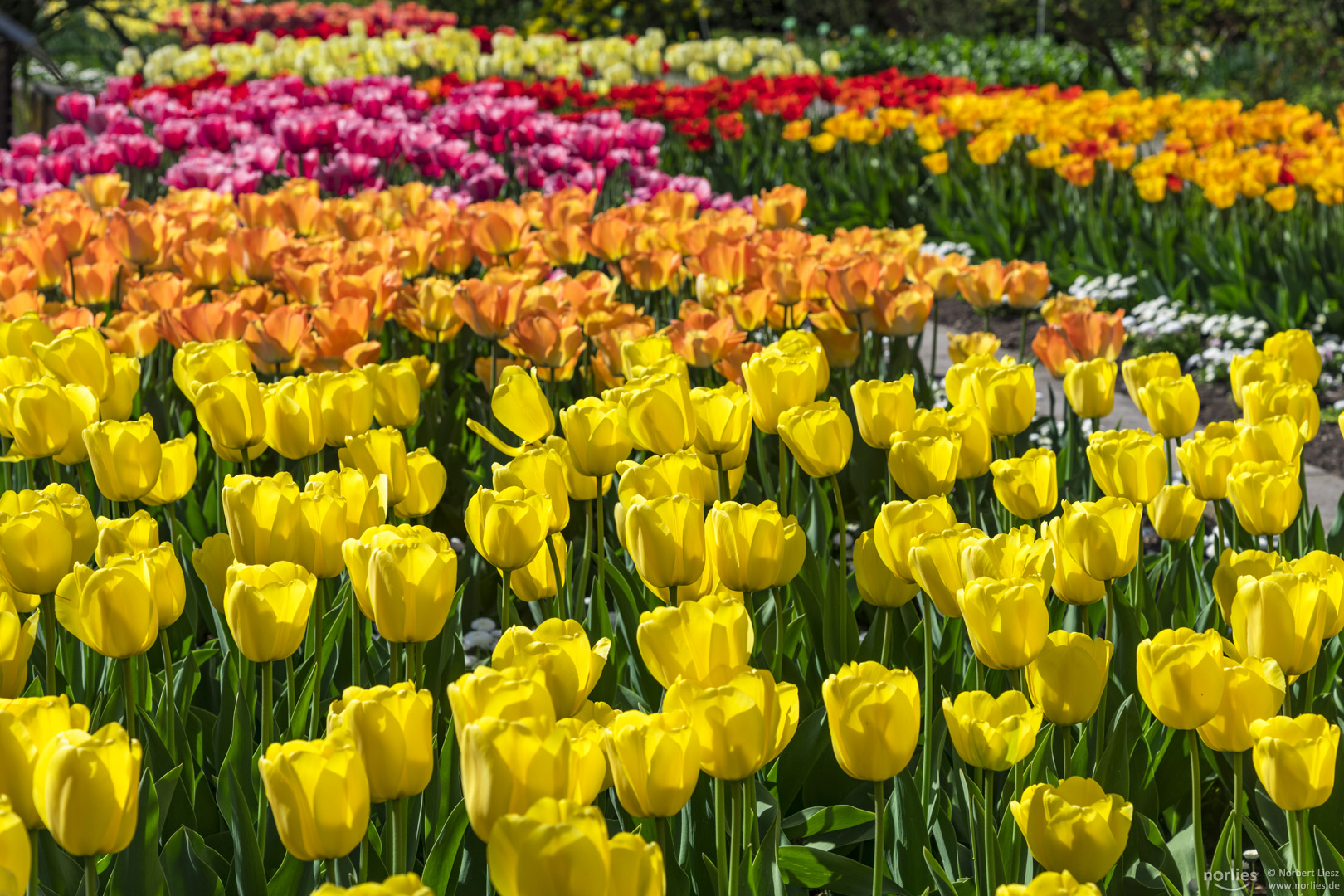 Tulpen in allen Farben