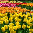 Tulpen in allen Farben