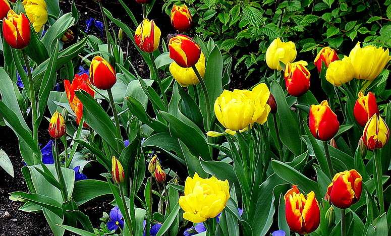 Tulpen in Amsterdam