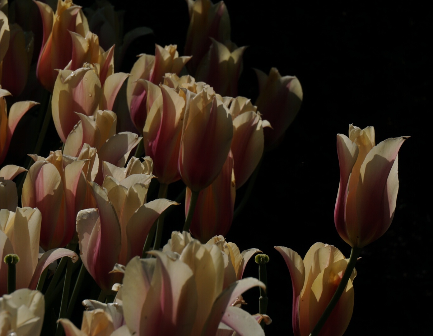 Tulpen in Amsterdam