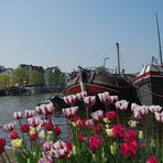 Tulpen in Amsterdam