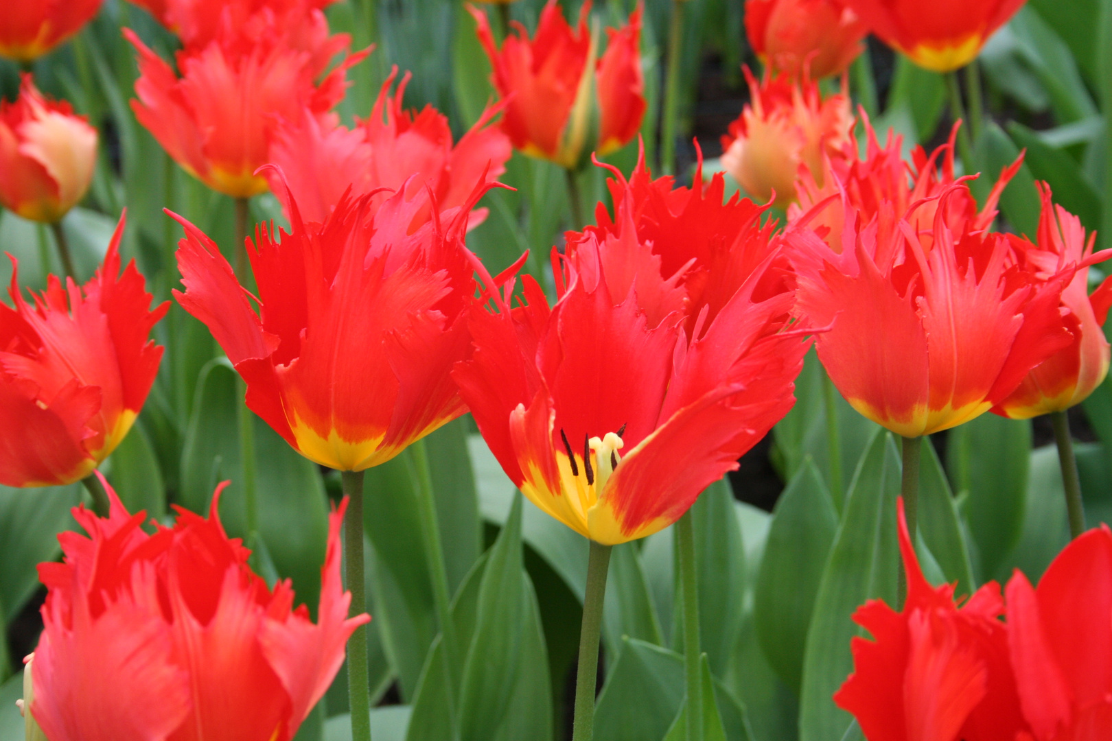 Tulpen in Amsterdam