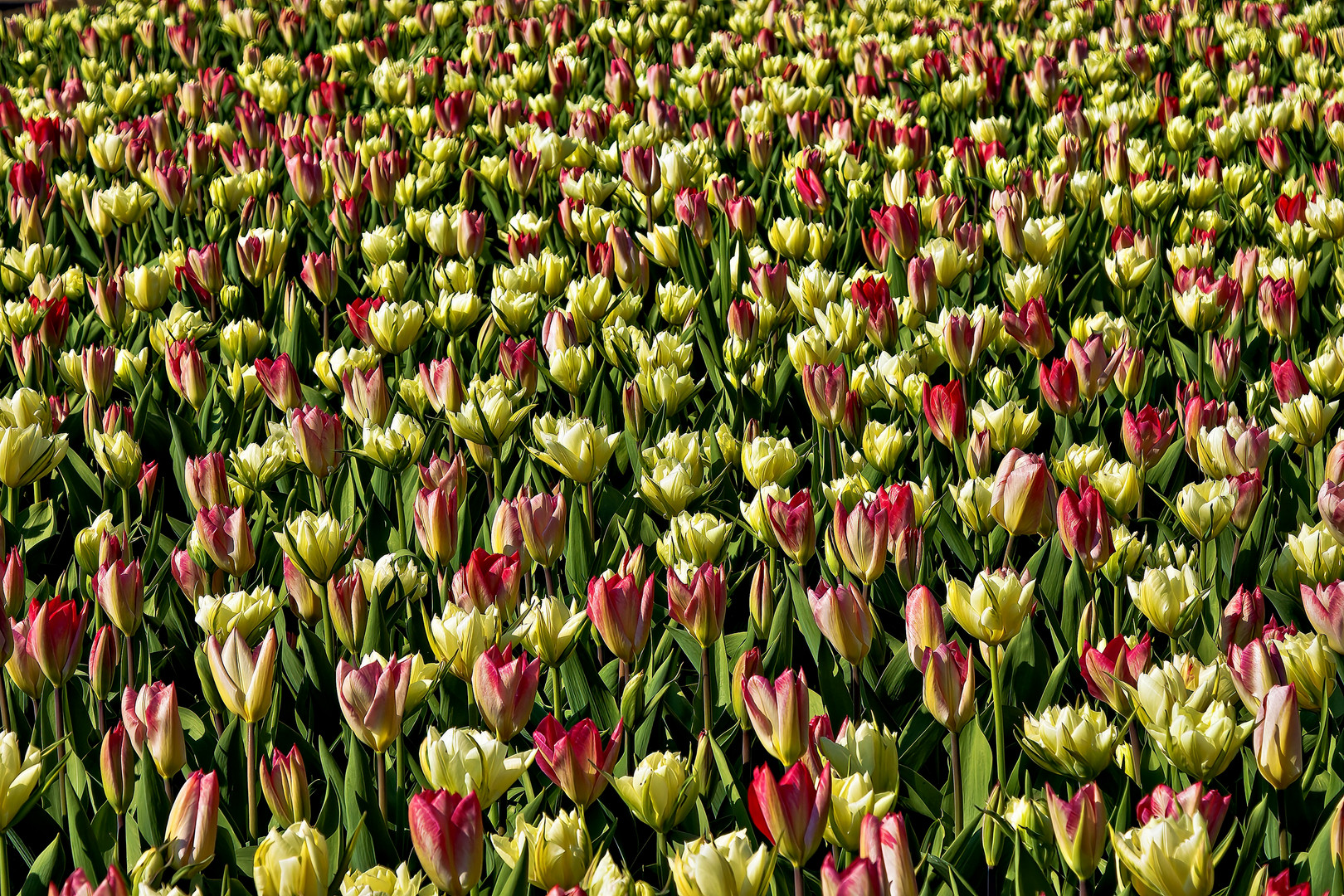 Tulpen in Amsterdam