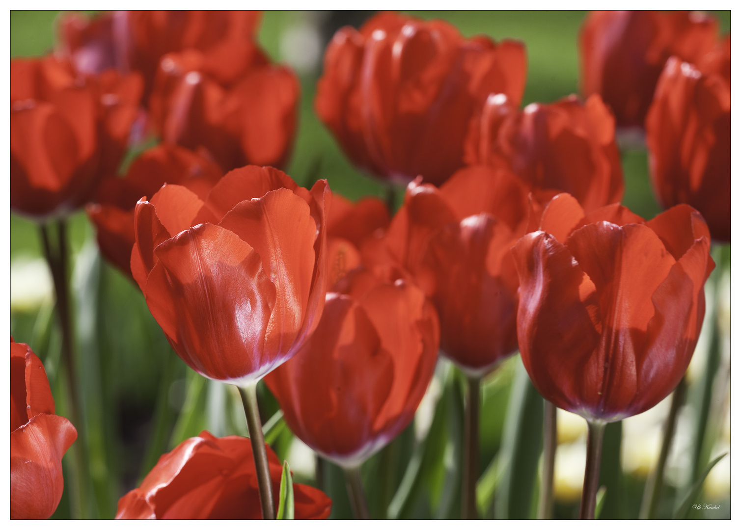 Tulpen in Amsterdam