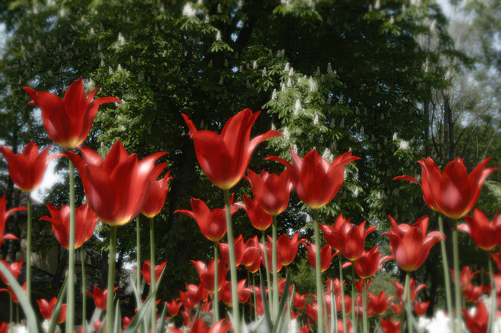 Tulpen in bayreuth