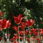 Tulpen in bayreuth