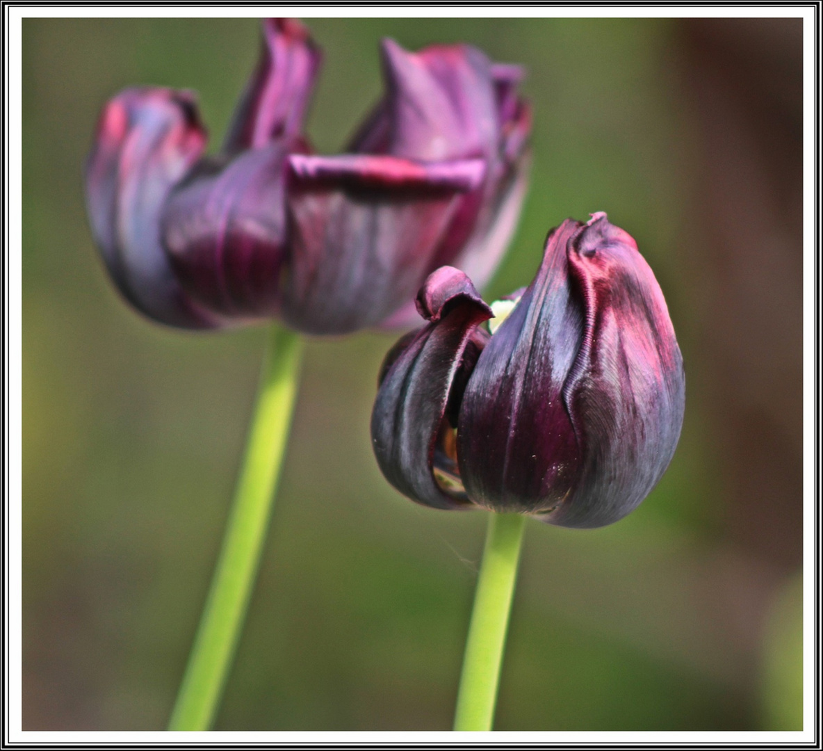 Tulpen in besonderer Farbe