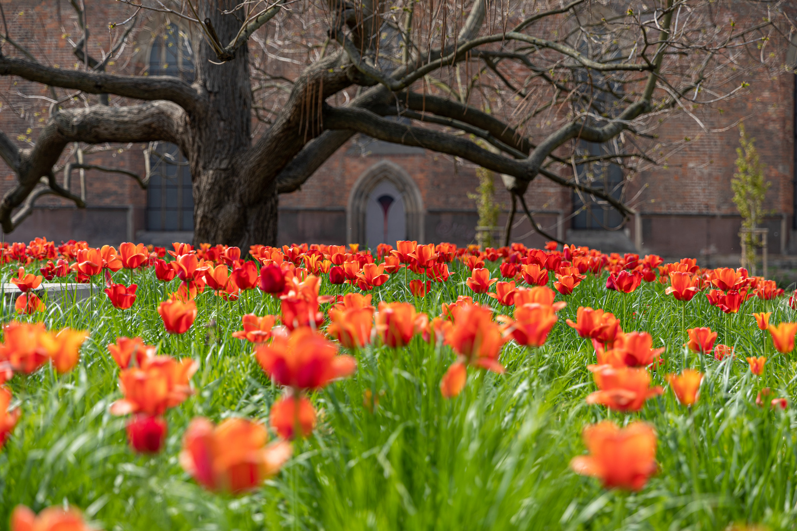 Tulpen in Breslau