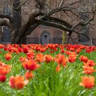 Tulpen in Breslau