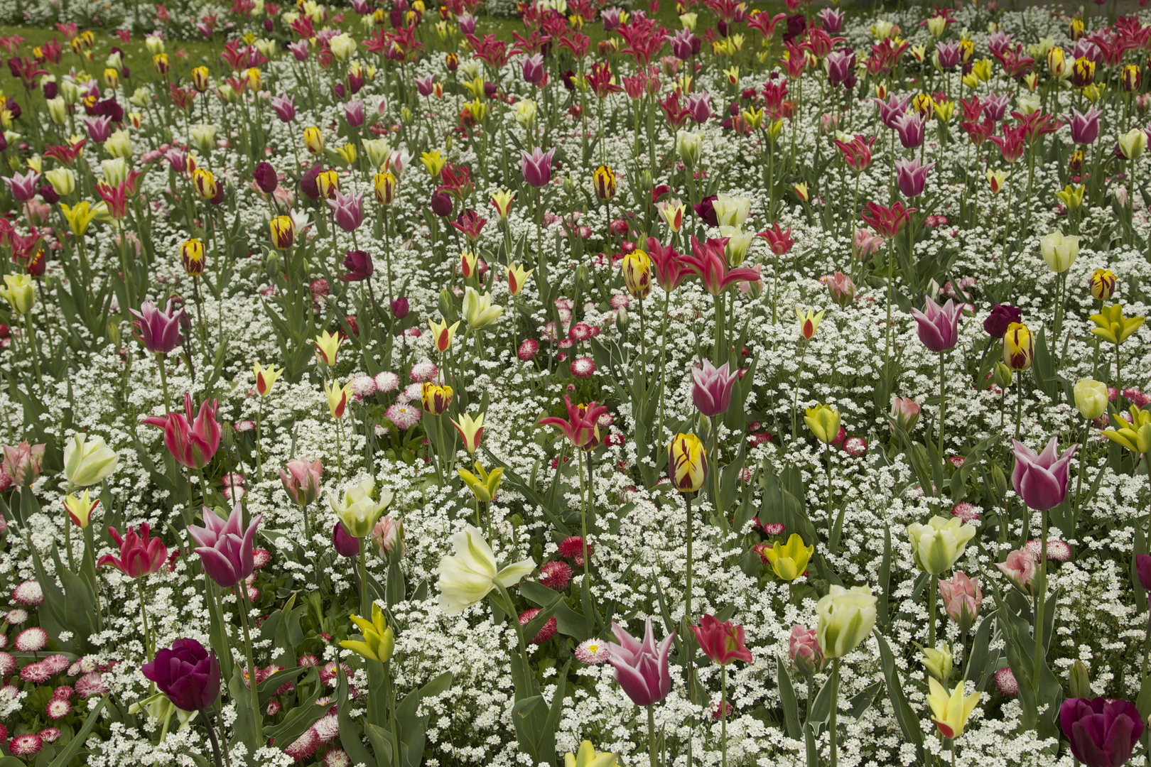 Tulpen in Brügge