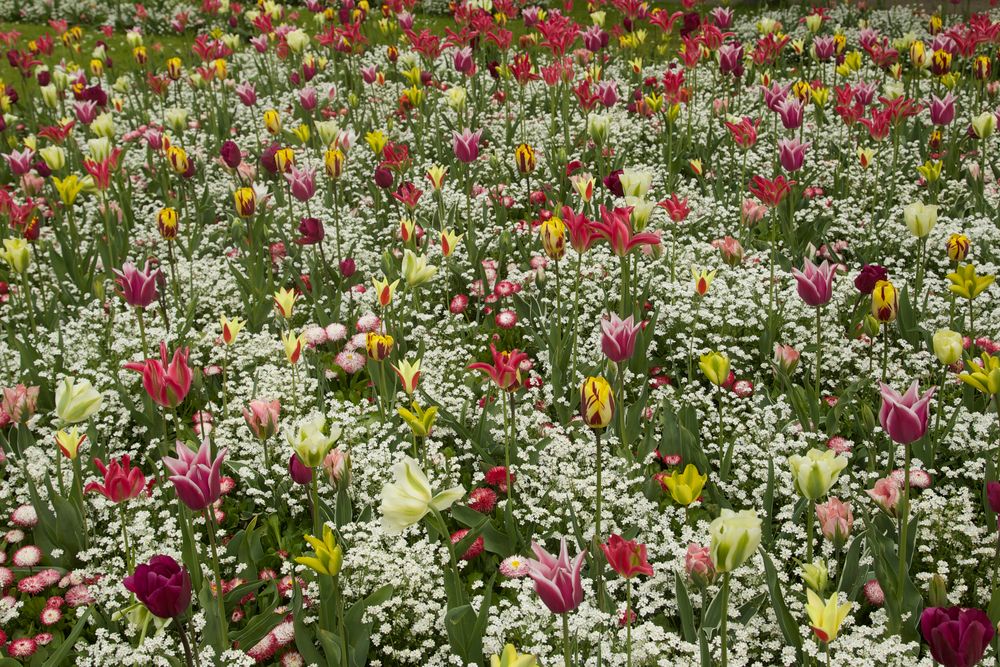 Tulpen in Brügge