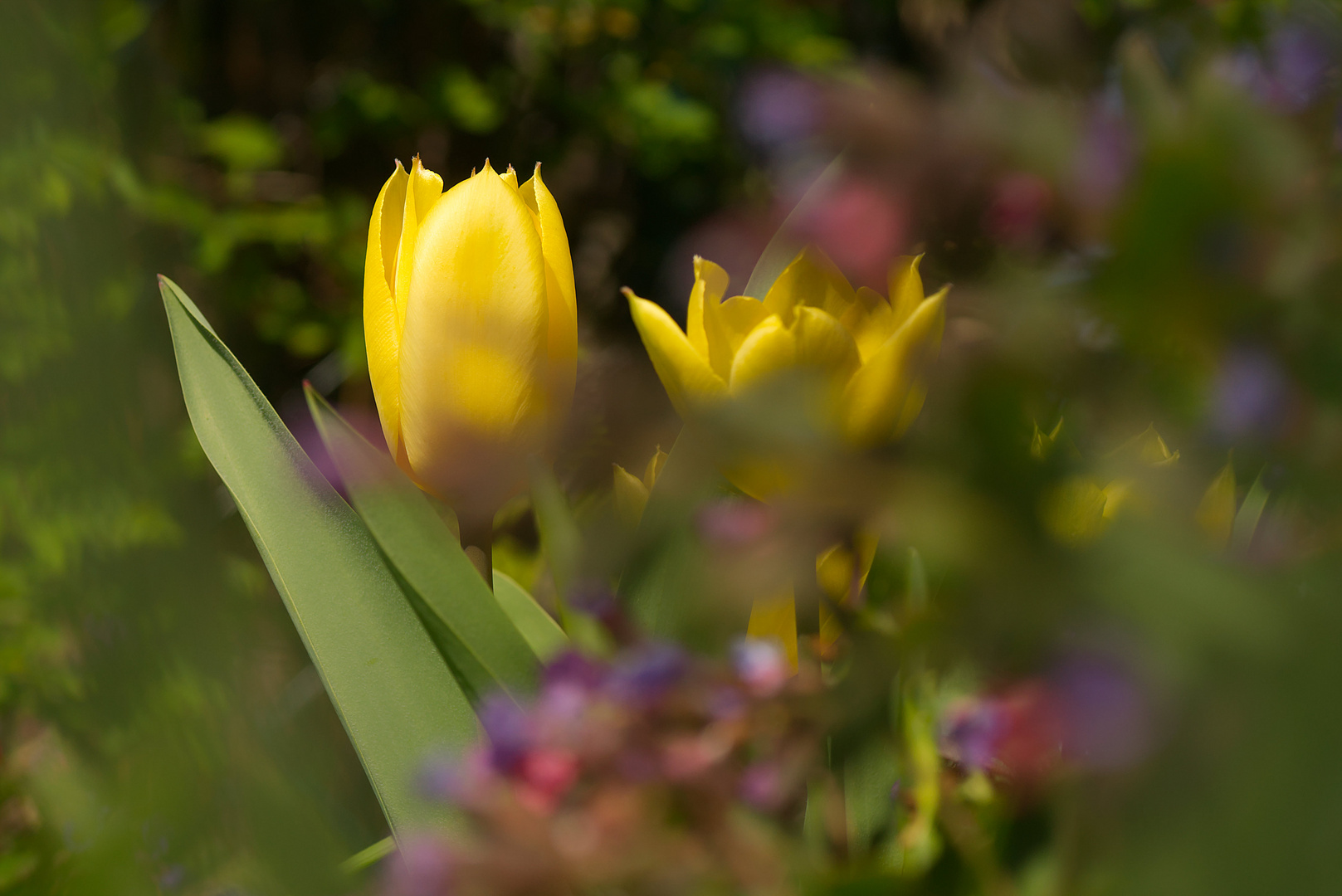 Tulpen in bunter Umgebung