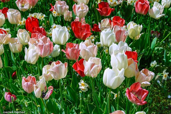 Tulpen in den Gärten der Welt von Berlin Marzahn