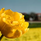 Tulpen in Den Hoorn, Texel