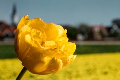Tulpen in Den Hoorn, Texel