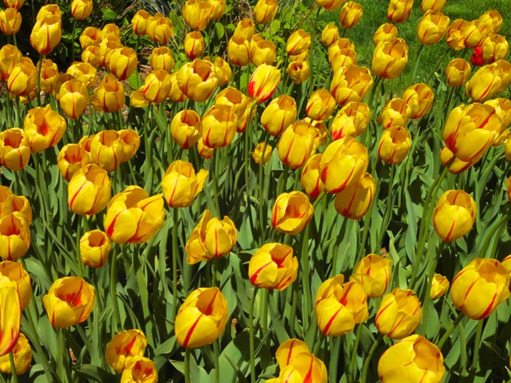 tulpen in den usa