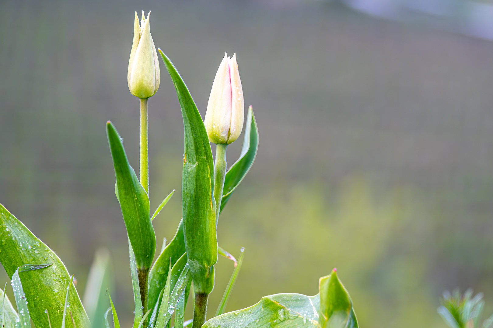 Tulpen in den Weinbergen