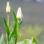 Tulpen in den Weinbergen