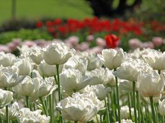 Tulpen in der Abendsonne