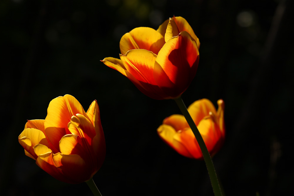 Tulpen in der Abendsonne:-)