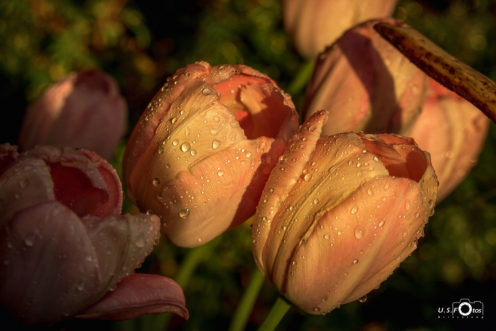 Tulpen in der Abendsonne