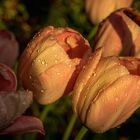Tulpen in der Abendsonne
