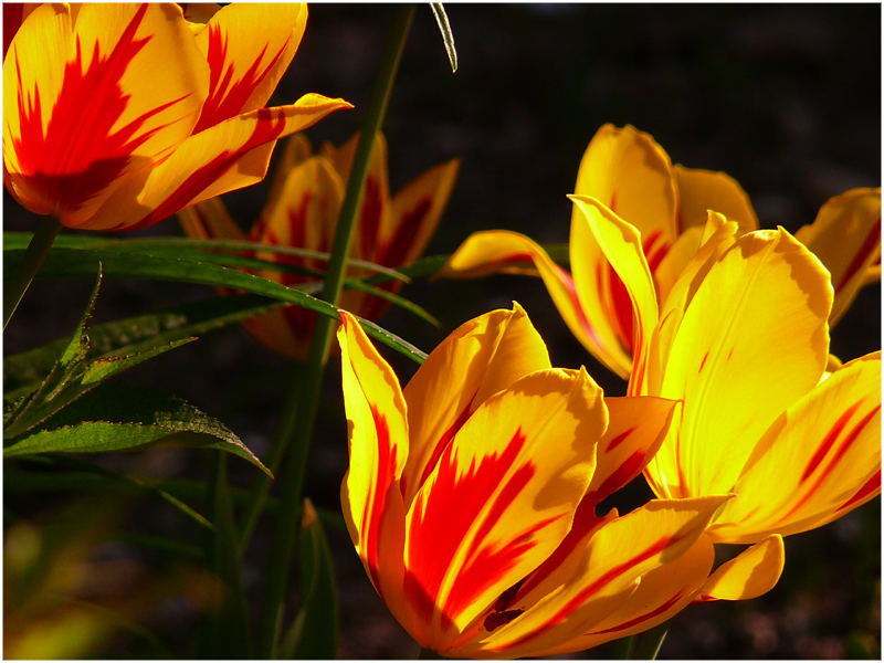 Tulpen in der Abendsonne