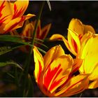 Tulpen in der Abendsonne