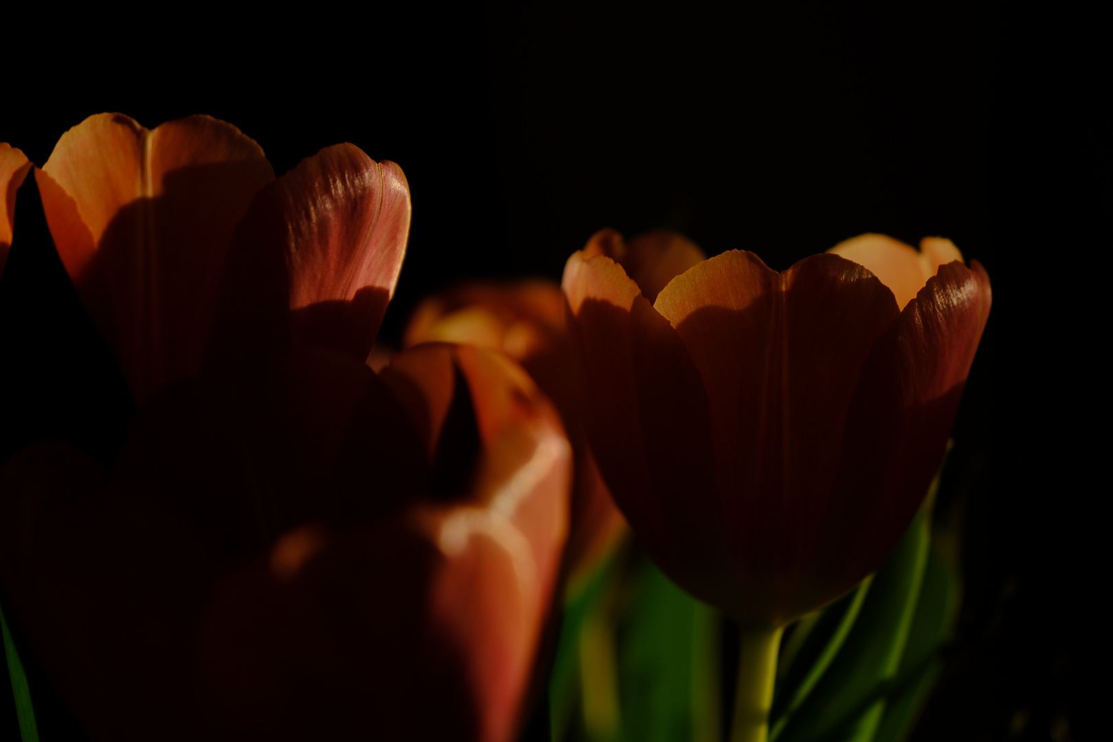 Tulpen in der Abendsonne