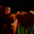 Tulpen in der Abendsonne